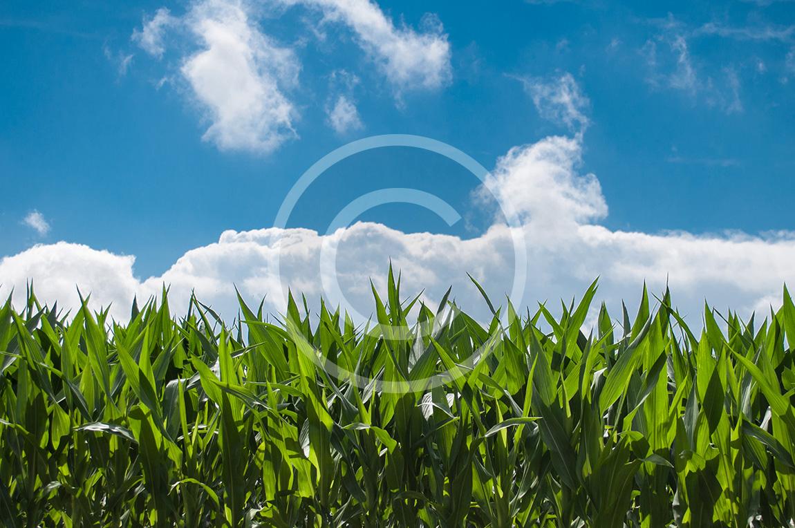 corn-blue-sky.jpg